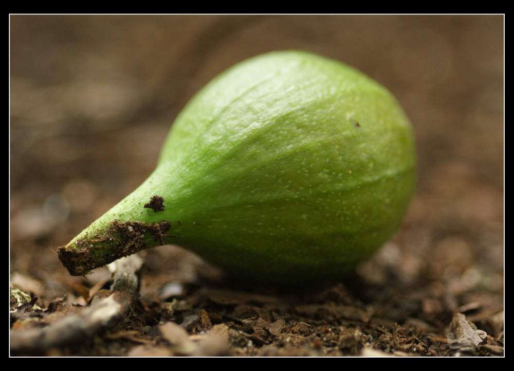 Unreife Frucht