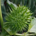 Unreife Samenkapsel des Gemeinen Stechapfels (Datura stramonium)