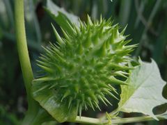 Unreife Samenkapsel des Gemeinen Stechapfels (Datura stramonium)