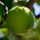 Unreife Zitrone am Baum