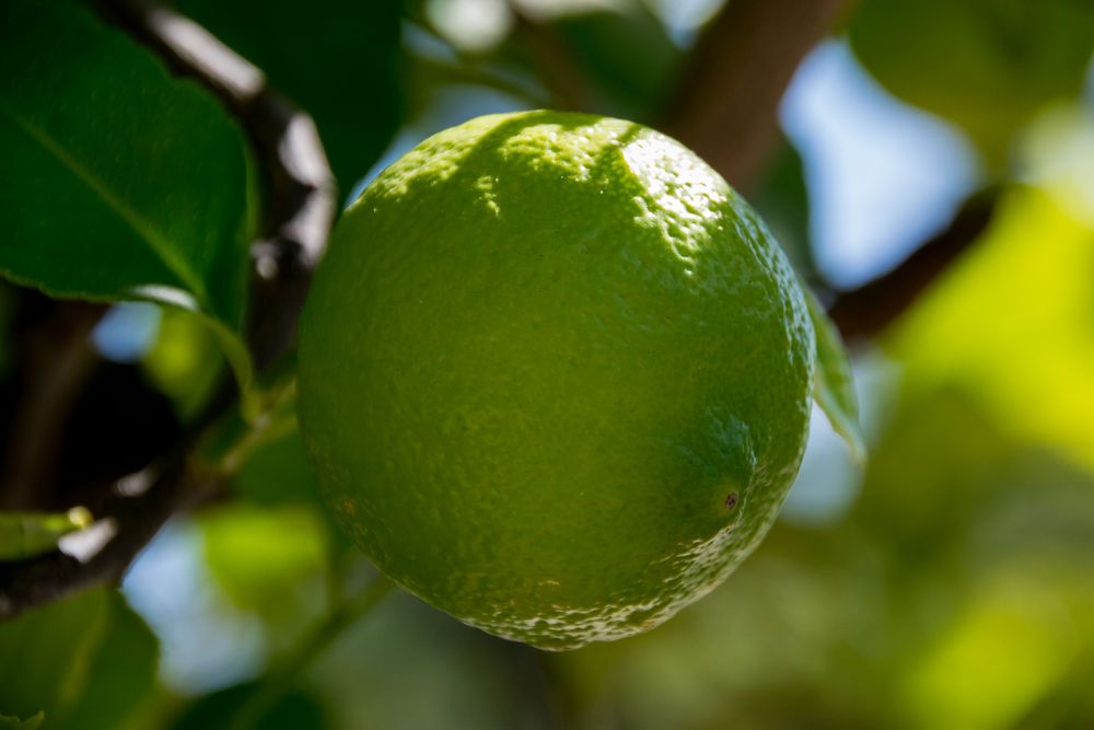 Unreife Zitrone am Baum