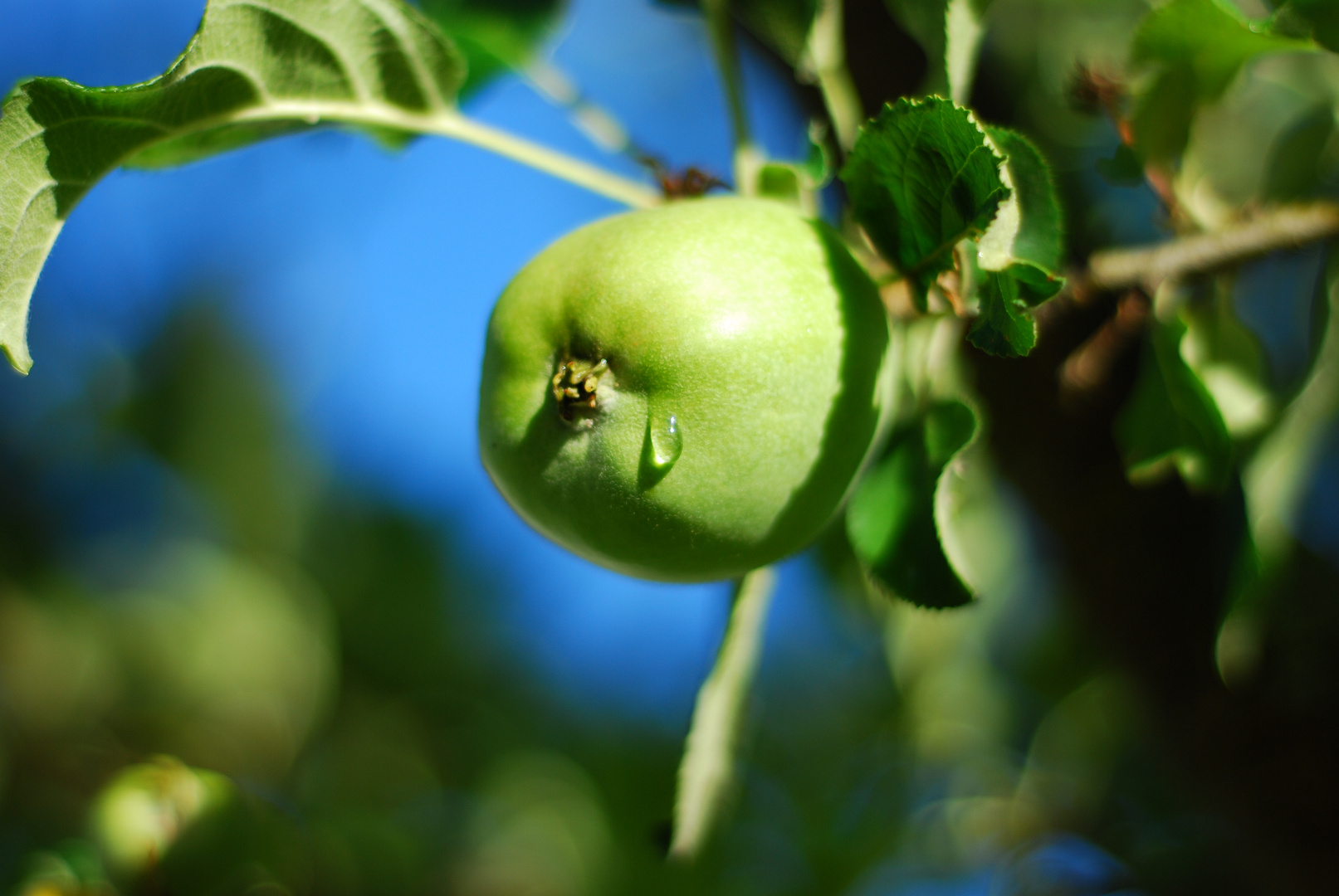 Unreifer Apfel