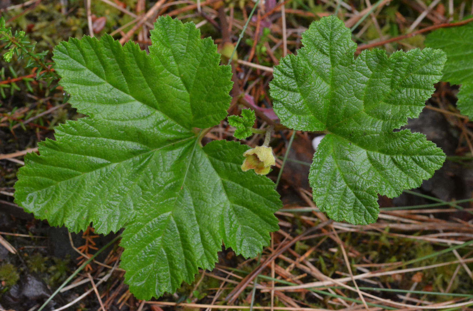 Unripe cloudberry