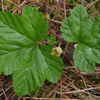 Unripe cloudberry