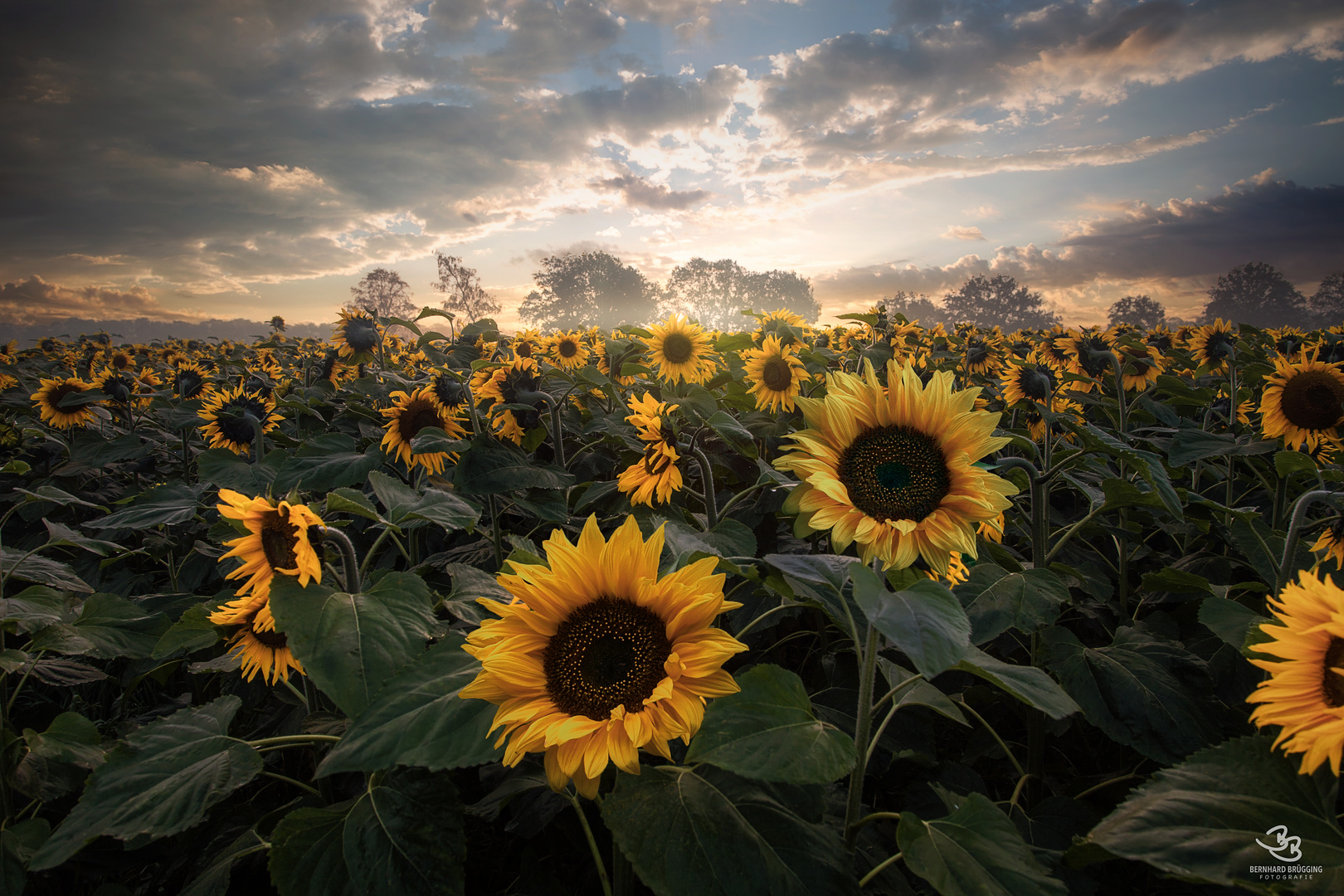 Unruhe im Meer der Blumen Foto & Bild