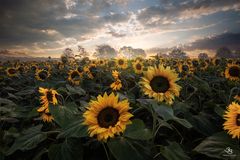 Unruhe im Meer der Blumen