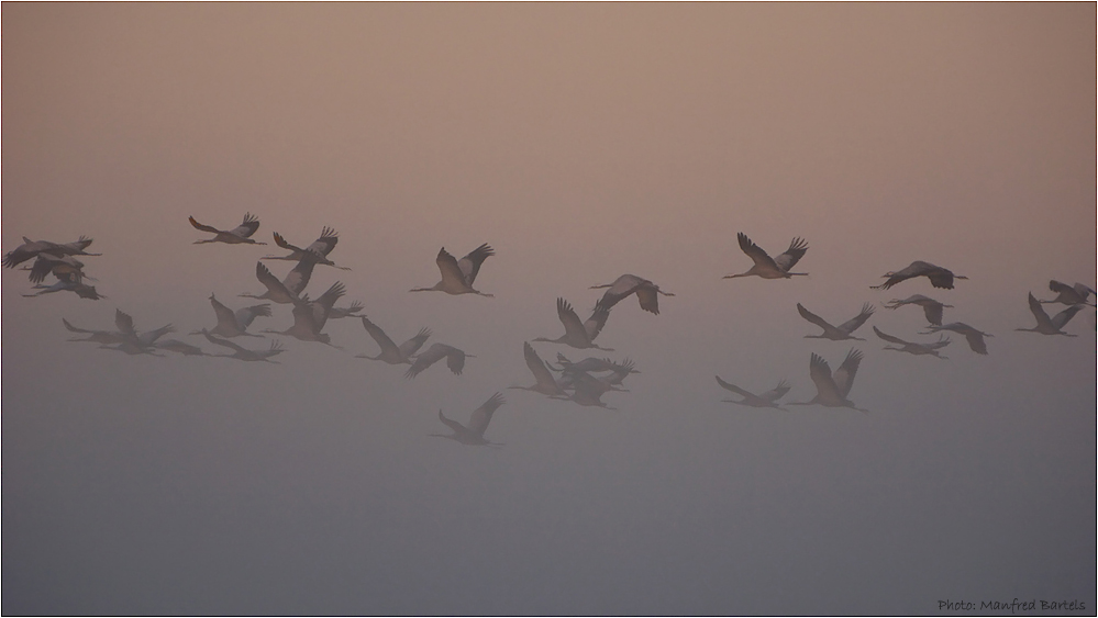 Unruhe im Morgengrauen...