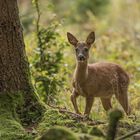 Unruhe im Wald