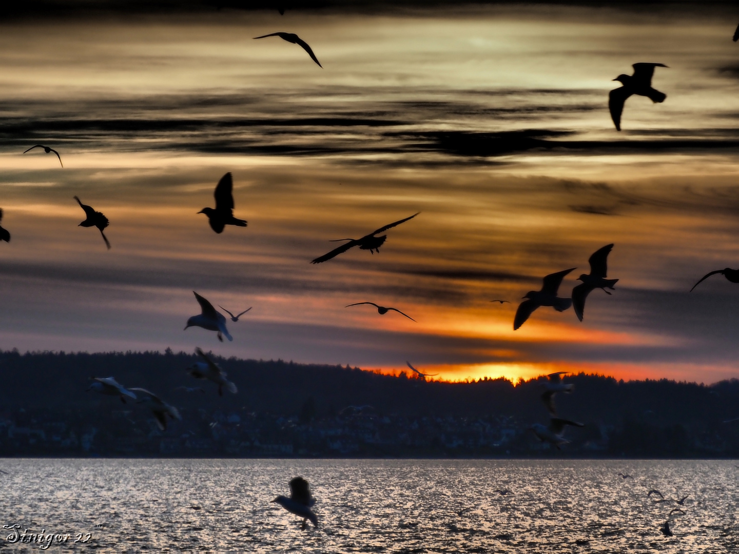 Unruhige Möwen am Abend 