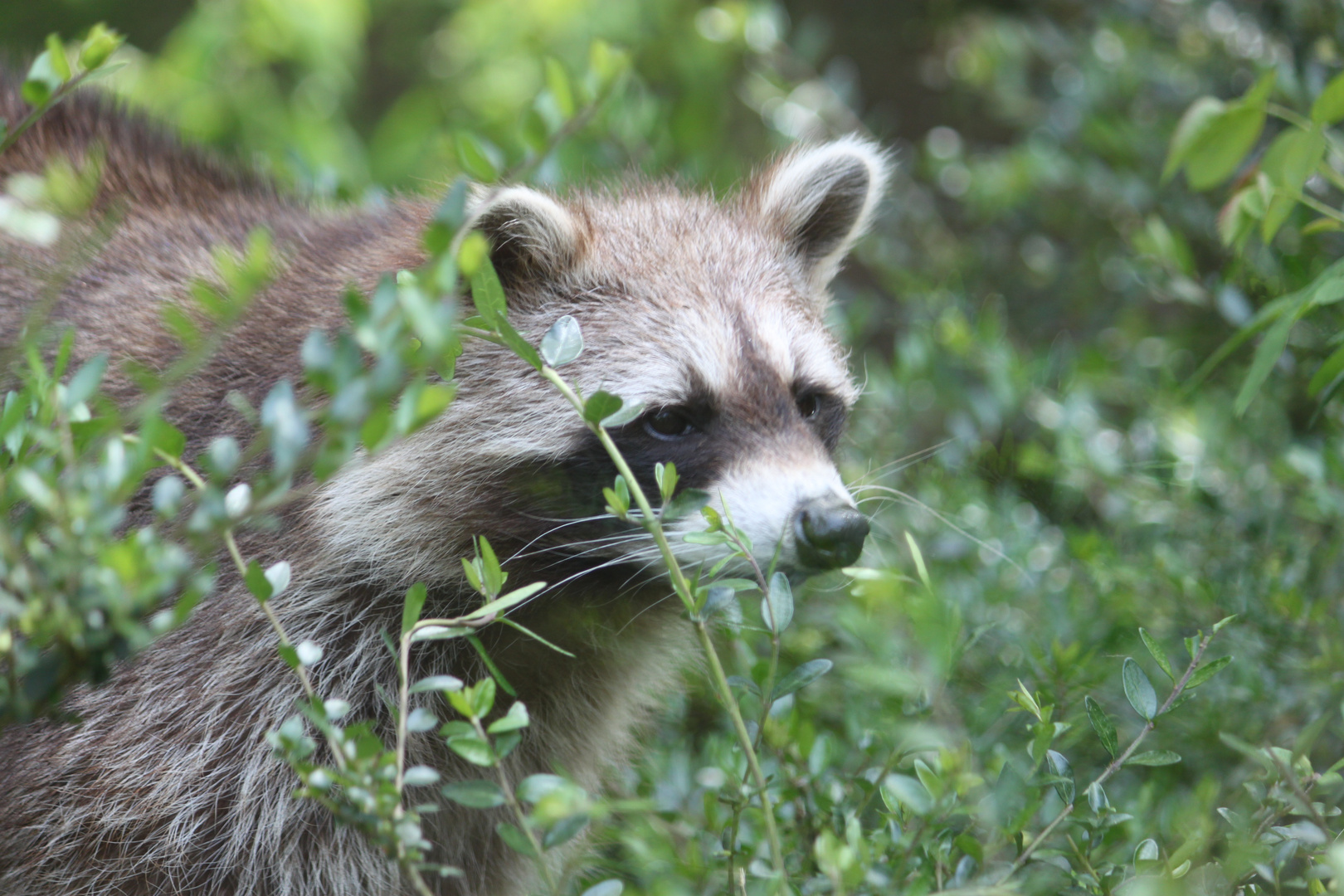 Unruhiger Waschbär