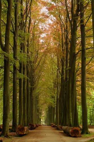 Uns barg der Wald vor Sonnenschein. Das ist der Frühling, fiel mir ein. (Novalis) von Veronika Feder