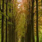 Uns barg der Wald vor Sonnenschein. Das ist der Frühling, fiel mir ein. (Novalis)