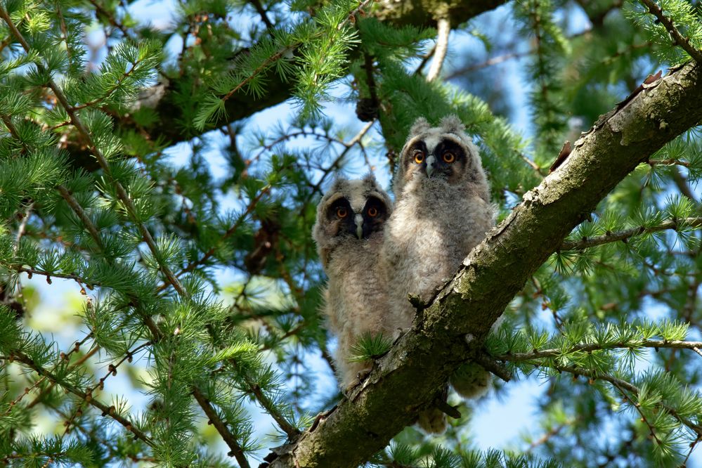 Uns ist laaangweilig... Ästlinge der Waldohreulen (Asio otus)