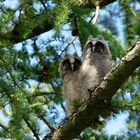 Uns ist laaangweilig... Ästlinge der Waldohreulen (Asio otus)