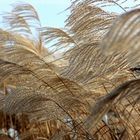 Uns streichelt der Wind