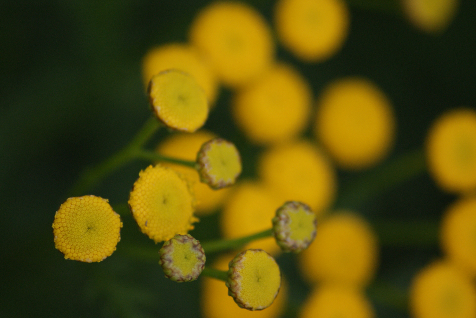 Unschärfe einer Blüte