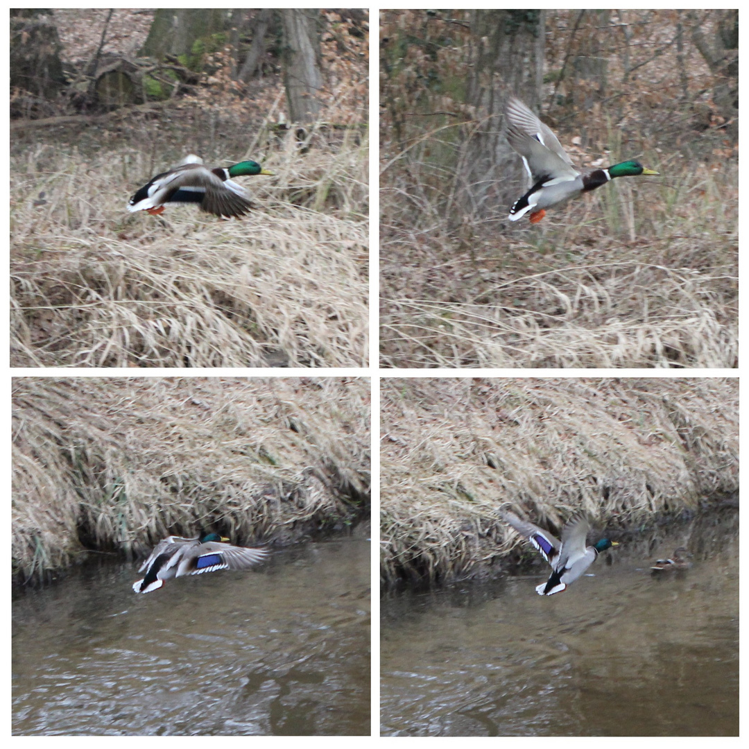 Unscharfe, detailarme Enten von der Seite