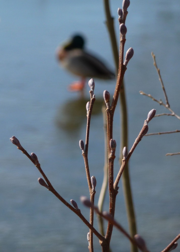 (Un)scharfe Ente