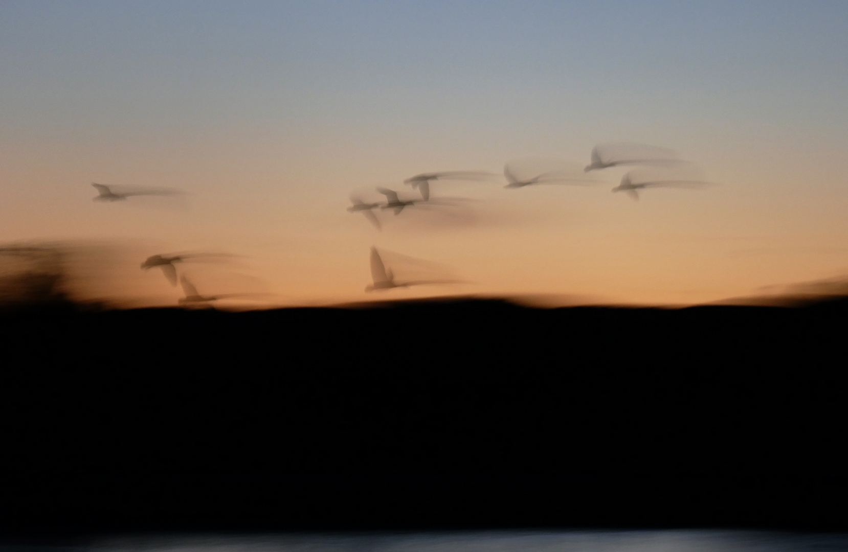 Unscharfe Gänse im Flug