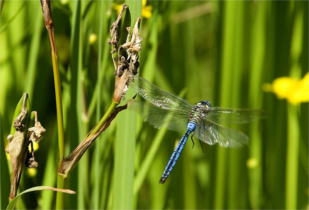 Unscharfe Libelle im Abflug