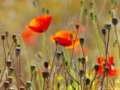 Unscharfer Mohn