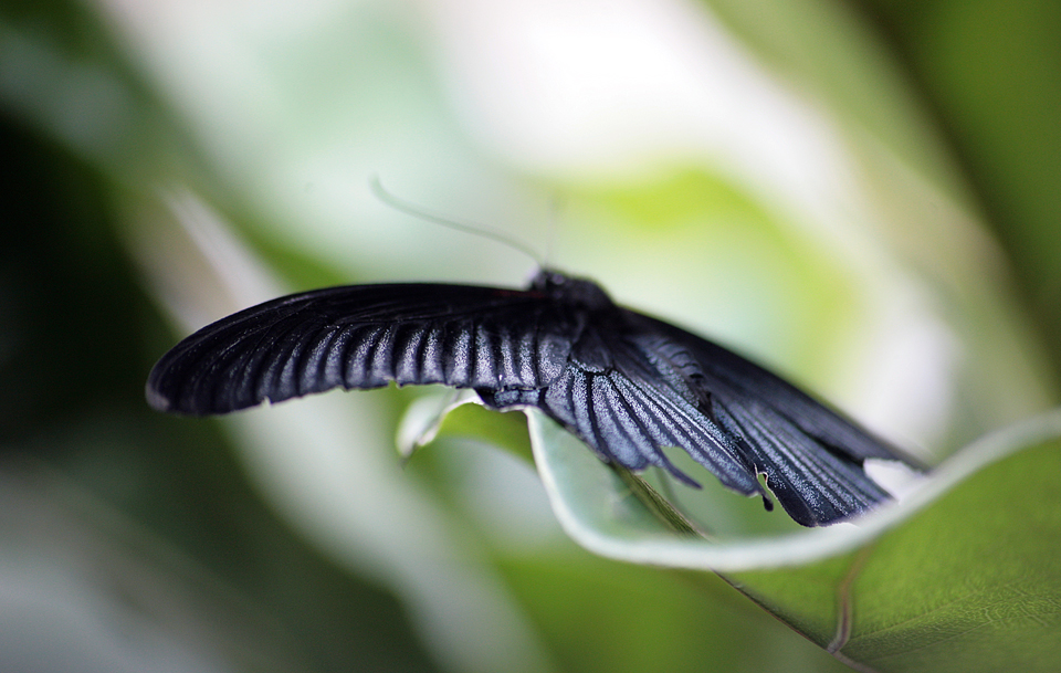 unscharfer schmetterling