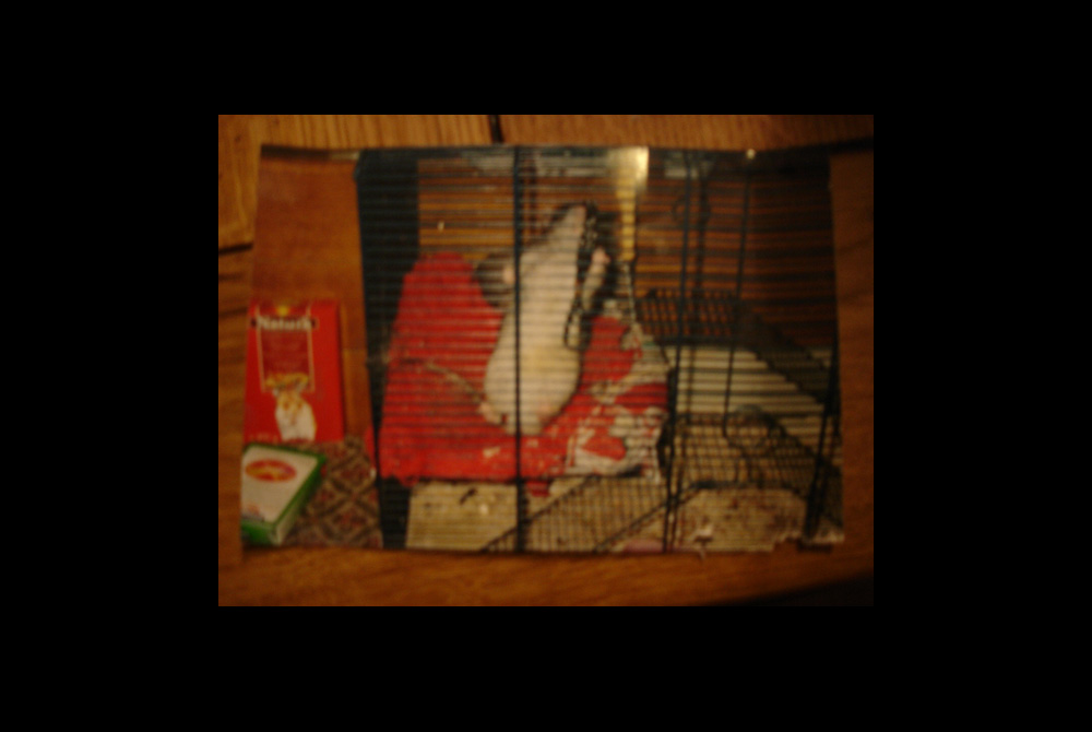 Unscharfes Foto von einem Foto von einer in einem Käfig eingesperrten Ratte