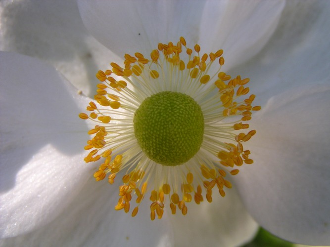 unscheinbar im Garten