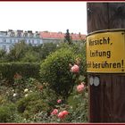 unscheinbar und gefährlich wie eine Rose