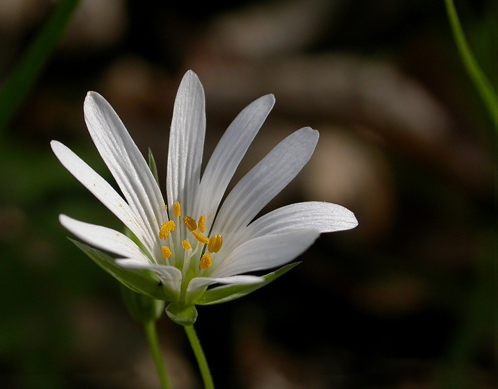 unscheinbare Blüte