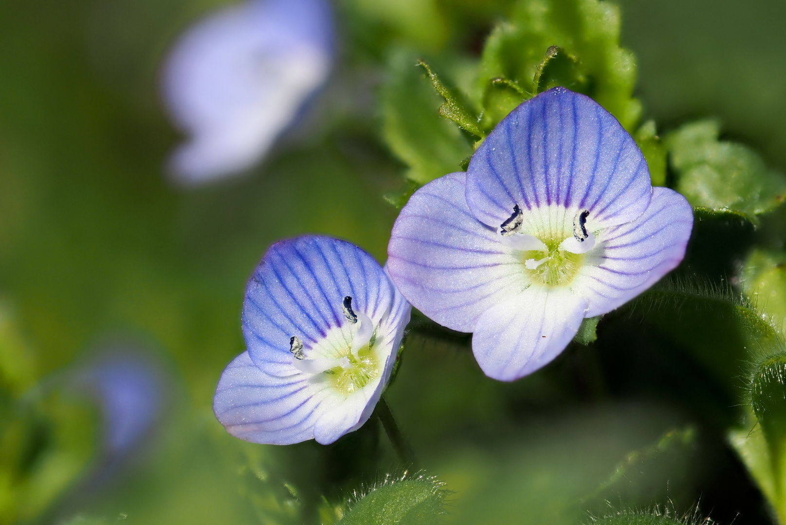 Unscheinbare Blüten..