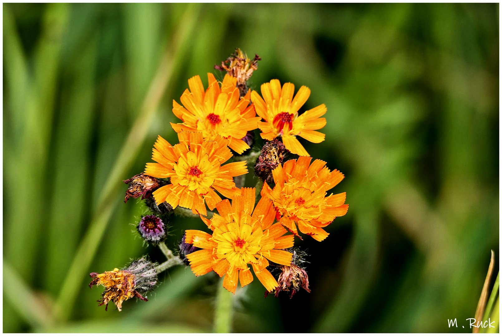 Unscheinbare Blüten am Wegesrand ,