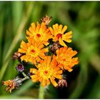 Unscheinbare Blüten am Wegesrand ,