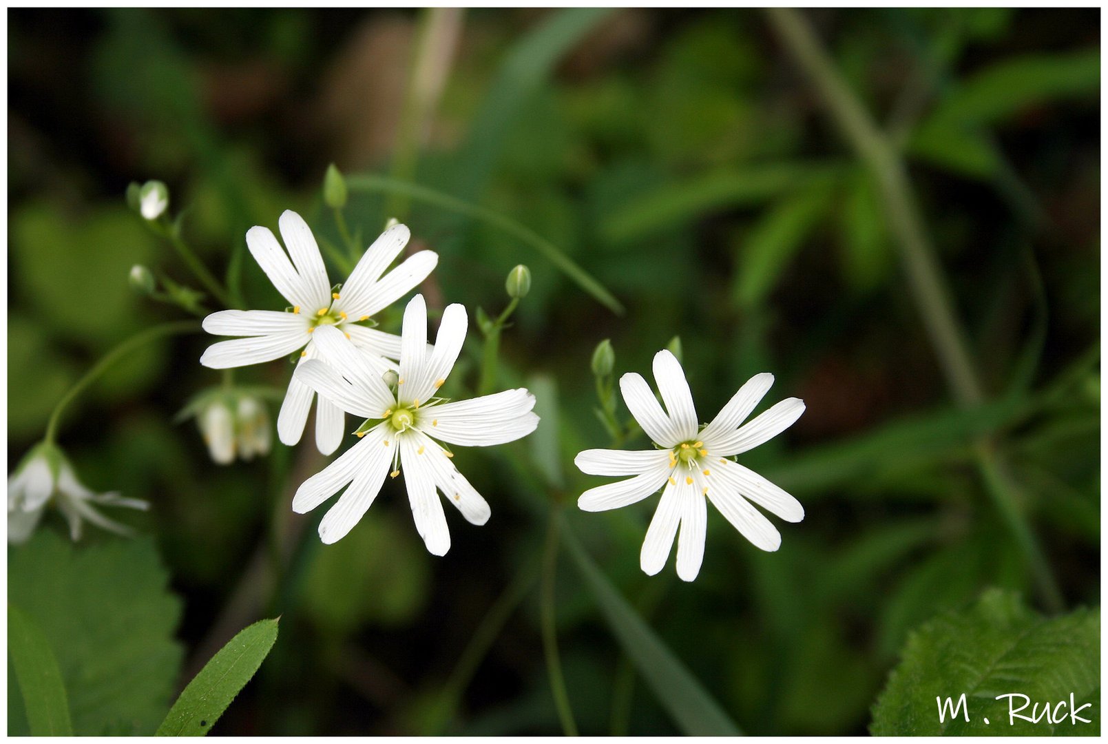 Unscheinbare hübsche weiße Blüten im Gras Foto & Bild pflanzen, pilze