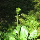 Unscheinbare Wildorchidee