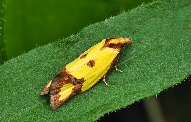 UNSCHEINBARER AGAPETA ZOEGNA