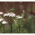 Unscheinbarer, kleiner Wiesenblüher -