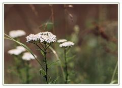 Unscheinbarer, kleiner Wiesenblüher -