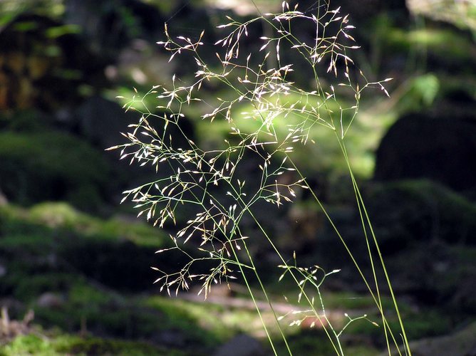 Unscheinbares am Wegesrand