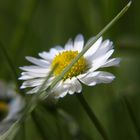 unscheinbares Gänseblümchen