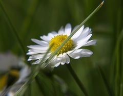 unscheinbares Gänseblümchen