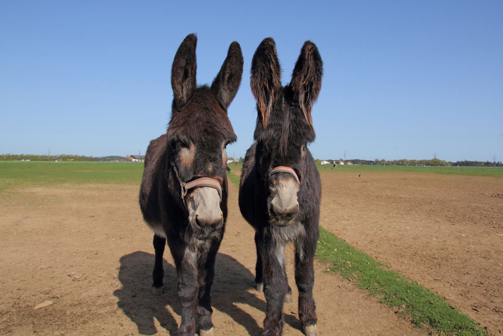 Unschlagbares Duo