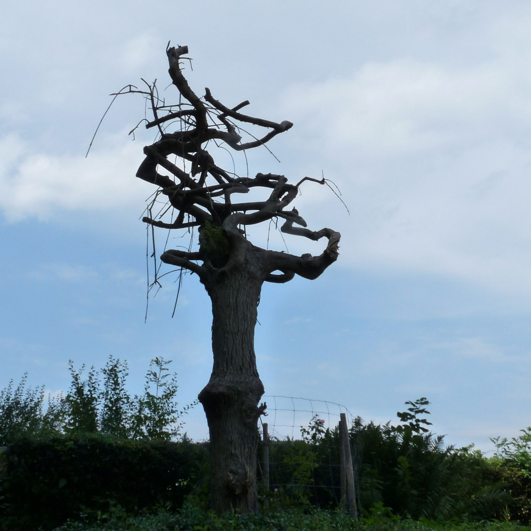 unschlüssiger Baum an der Ostseeküste