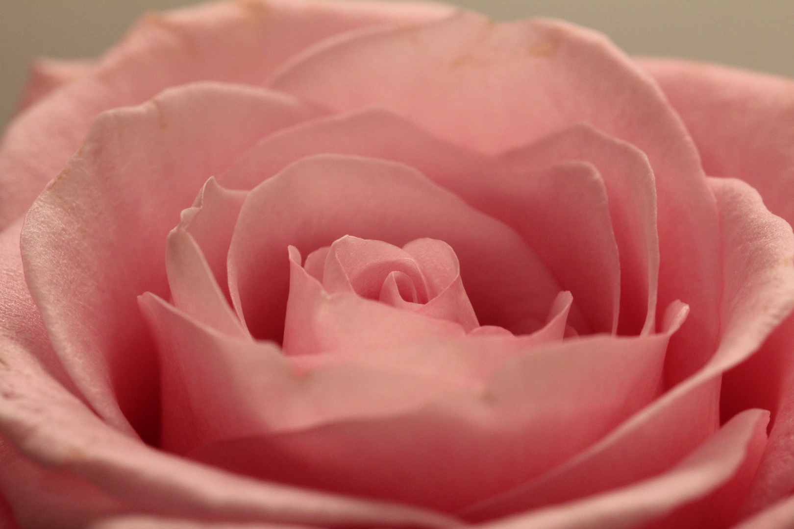 Unschöne Kanten bei schöner Blume