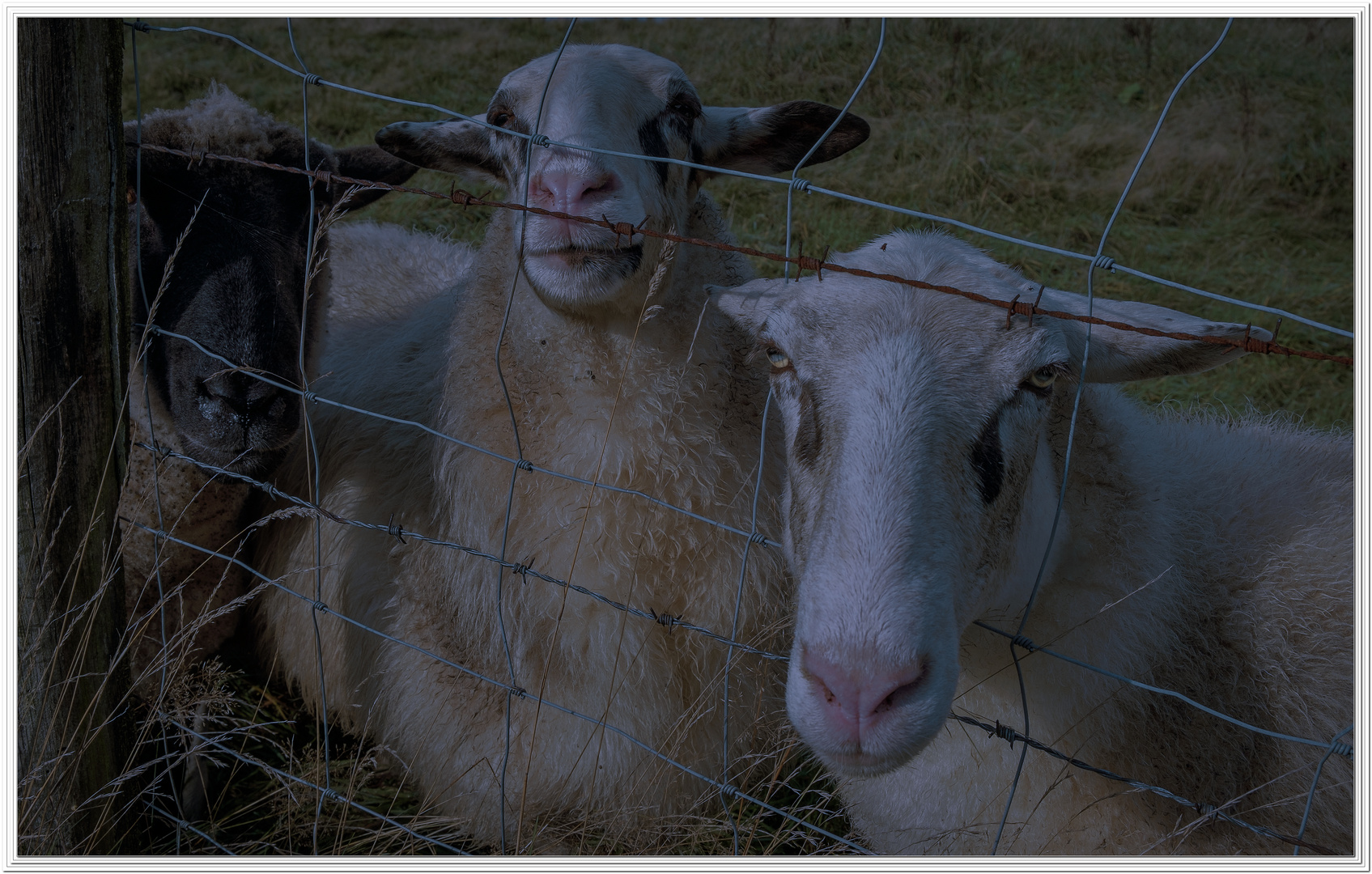 Unschuldig hinter Gittern