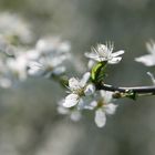 Unschuldig weiss kommt er daher, der Frühling...