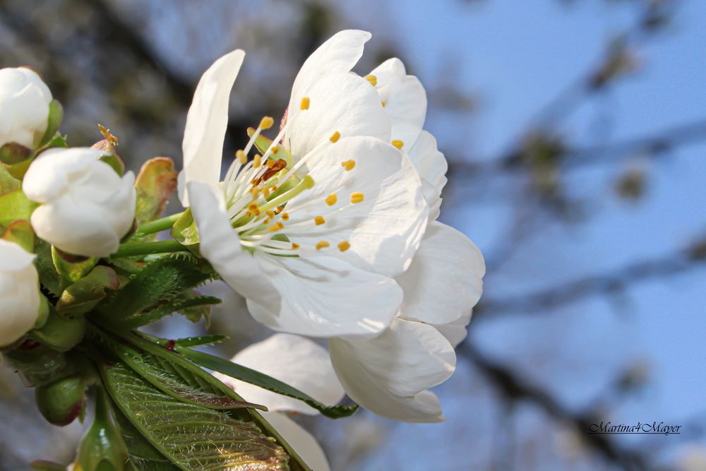 @unschuldige Blüte