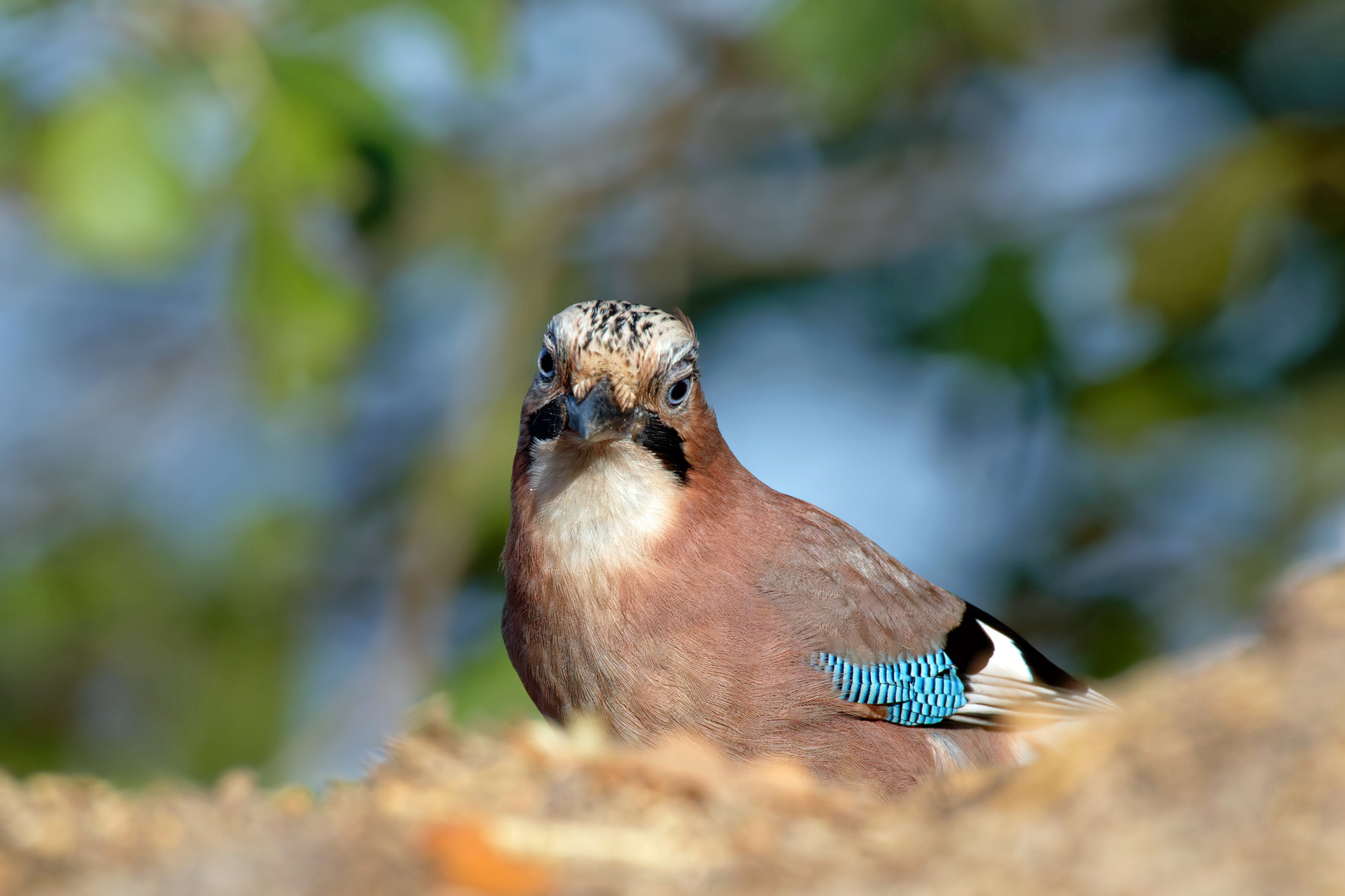 Unschuldsblick.. Eichelhäher (Garrulus glandarius)