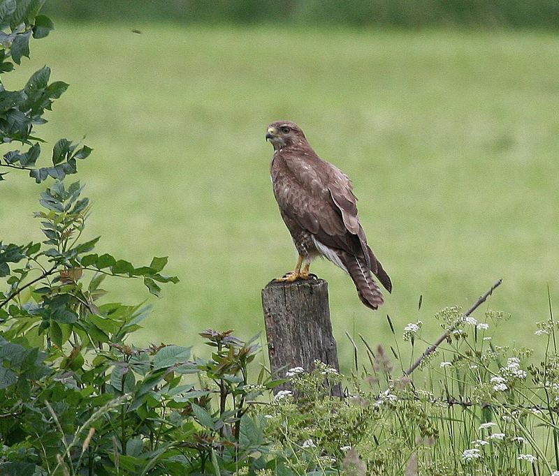 Unser 1. Greifvogel