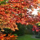 Unser Ahorn-Baum im abendlichen Sonnenlicht